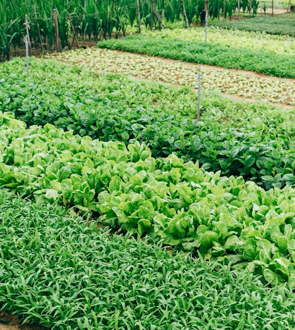 farm